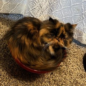 Meet your Posher, Elyssa